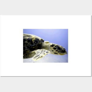 Hawksbill Caribbean Sea Turtle Close Up Posters and Art